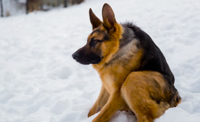 actionhub-video-watch-this-hunchbacked-german-shep.jpg