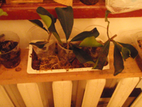 ficus-craterostoma-(3).JPG