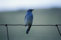 mountain-bluebird-sialia-currucoides.jpg