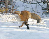 Red-Fox-002-L.jpg