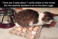 cat-on-eggs.jpg