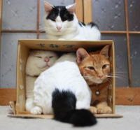 packedcats.jpg