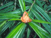 Freycinetia-cumingiana-(2).JPG