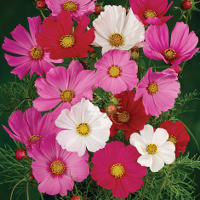 cosmos-bipinnatus.jpg