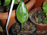 aglaonema-(3).JPG