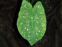 caladium.JPG