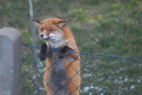 fox-on-fence.jpg