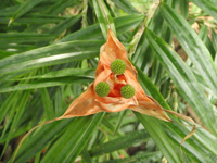 Freycinetia-cumingiana.JPG