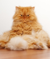 6-102769-persian-cat-sitting-like-a-human-2-143144.jpg