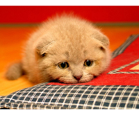 sad_kitty_by_nikki_66-d4x8tau.jpg