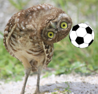 burrowing-owl-head-turn.jpg