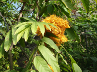 Saraca-thaipingensis.JPG