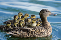 Ducks_Birds_439450.jpg