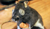 wpid-20141017__10-17Taxidermy3_2.jpg