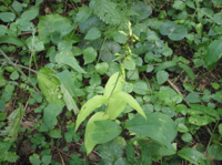 Epipactis-(2).JPG