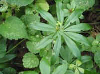 Galium-boreale.JPG