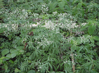 Galium-intermedium.JPG