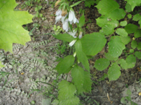 Campanula-trachelium.JPG