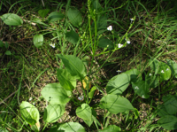 Alisma-plantago-aquatica-(4).JPG