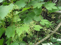 Humulus-lupulus.JPG