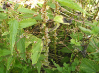 Cuscuta-europaea.JPG