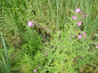 Epilobium-hirsutum-E-palustre.JPG