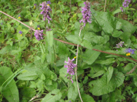 Betonica-officinalis-(3).JPG