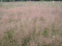 Agrostis-tenuis-(3).JPG