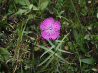 Dianthus-fischeri.JPG