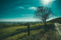 dirt-road-field-grass-105221.jpg