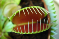 large-preview-venusflytrap_original.jpg