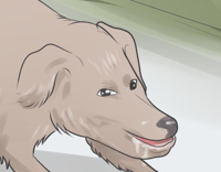 anime-dog.jpg