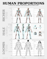 Human-Figure-Proportions-Chart-800.jpg