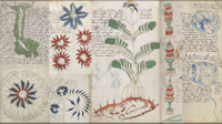 voynich-collage-pic905-895x505-95001.jpg