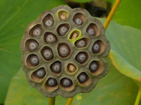 Trypophobia-2.jpg