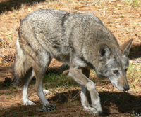 718px-07-03-23RedWolfAlbanyGAChehaw.jpg