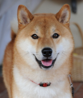 800px-Shiba_inu_taiki.jpg