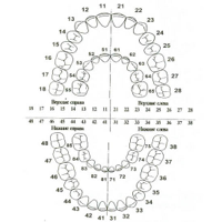 evropejskaya-sistema-numeratsii-zubov.jpg