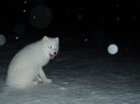 arctic-fox.jpg