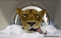 Lion-MRI.jpg