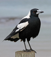 08-26-19-432px-Australian_Magpie_1,_jjron,_5.07_hi.jpg