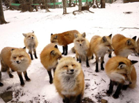 miyagi-zao-fox-village.jpg