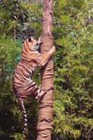 depositphotos_25268057-stock-photo-hunting-tiger-c.jpg