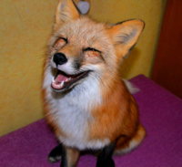 red-fox-in-home.jpg