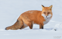 Red-Fox-1.jpg