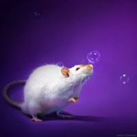 pet-rat-photography-diane-ozdamar-16.jpg