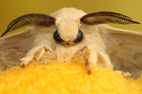 Bombyx_mori5.jpg