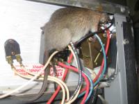 rat009.jpg