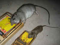 rat015.jpg