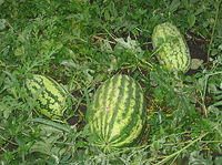 275px-Watermelons1.JPG